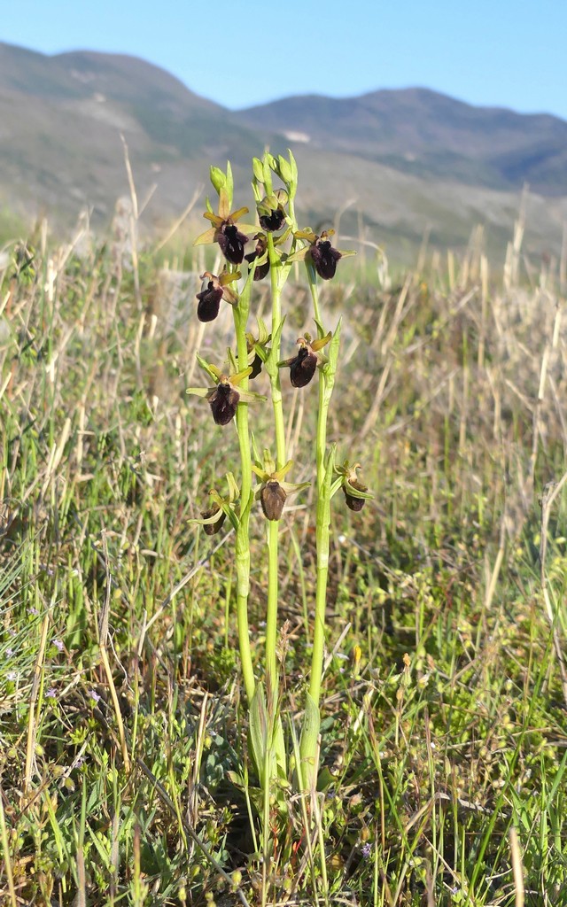 Ophrys promontorii : Abruzzo e Lazio 2019